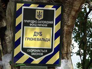 Дуб Грюневальда - національне дерево України