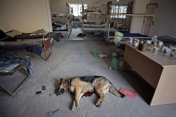 Фото дня: Мертвая служебная собака в захваченном террористами управлении пограничников