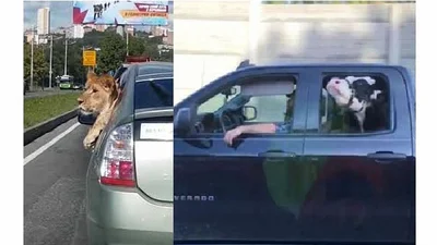 Корова и лев путешествуют в машинах, будто так и надо (видео)