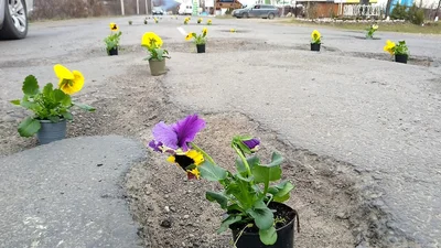 У Виноградові в дорожних ямах зацвіли квіти