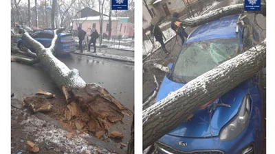 В Києві впало дерево й розтрощило два автомобілі: фото