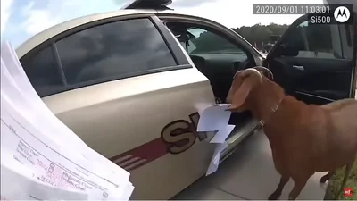 Козел вдерся до поліцейської автівки, з'їв паперові документи та побив копа: відео