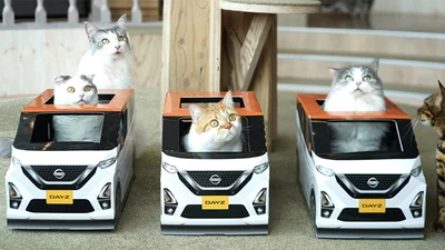 Nissan дарує крихітні автомобілі для котиків у котячих кафе по всій Японії