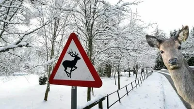 Как вести себя водителю, если на дорогу выбежало животное