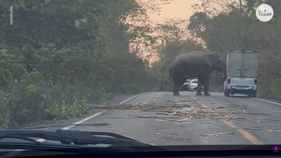 У Тайланді слон перевернув вантажівку: відео