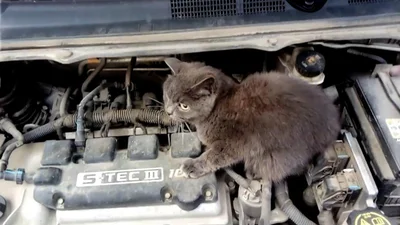 Проверка авто перед выездом: ищите кошек - Auto24