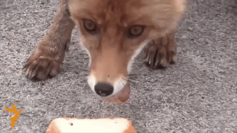 Чернобыльская лиса Чернобыльская лиса