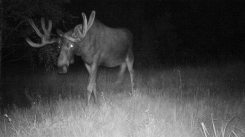 Лось в Чернобыле Лось в Чернобыле