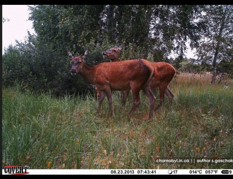 Чернобыль 2017: в зоне отчуждения разгуливают косули Чернобыль 2017: в зоне отчуждения разгуливают косули