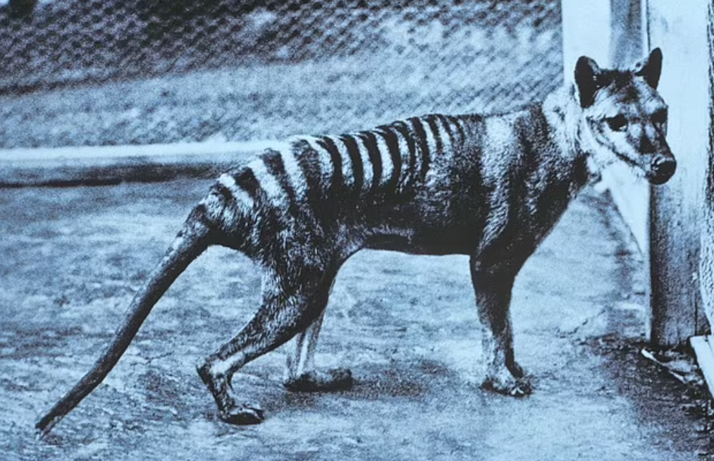 В Австралии увидели давно вымершего зверя: кем он оказался на самом деле
