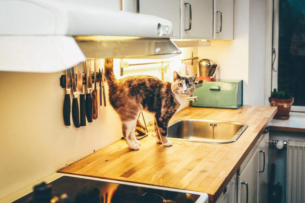 Їжа, яка приємно пахне для людей, може бути неприйнятною для кішок
