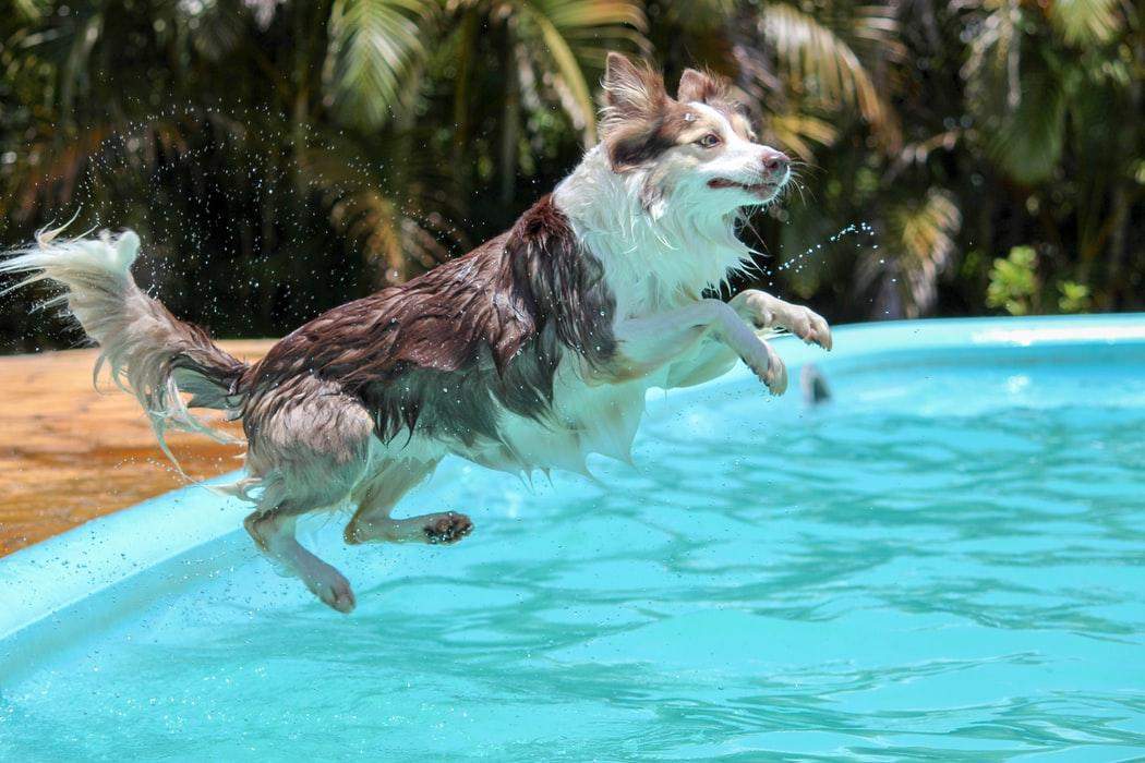 Багато собак обожнюють воду