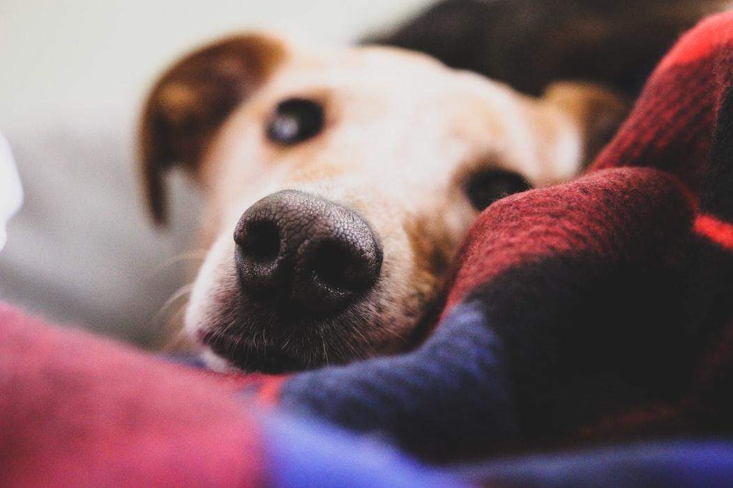 Собака може мати мокрий ніс і при хворобі