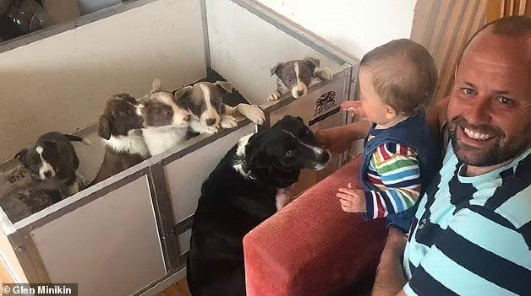 Лесси с мамой и другими щенками