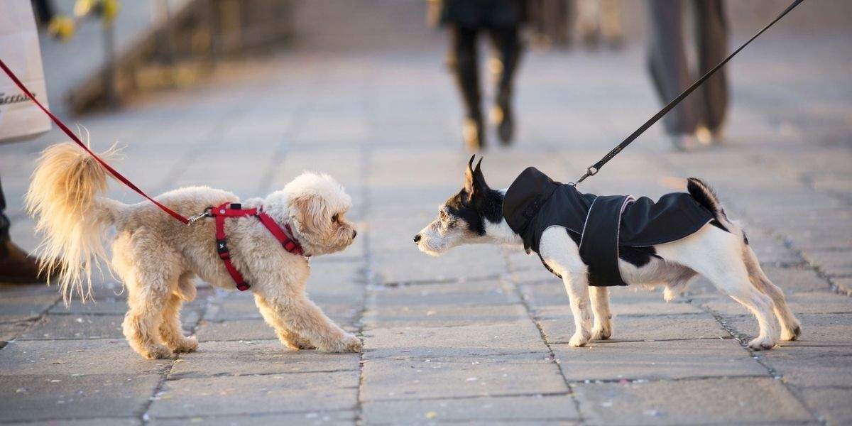 Две собаки на улице
