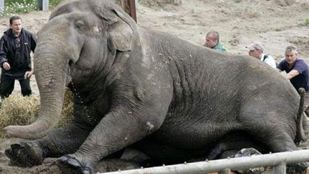 У Таїланді на українського туриста впав слон