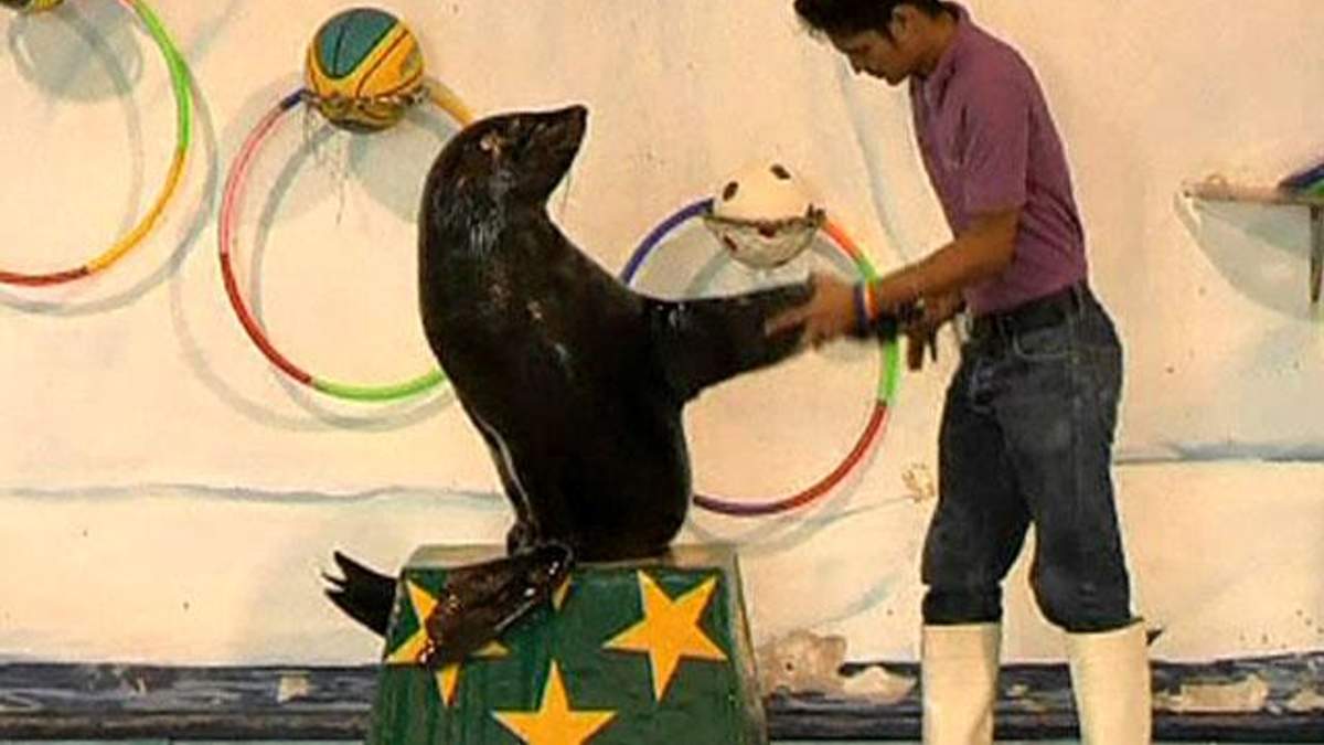 У Таїланді з'явився футбольний прогнозист - морський лев Тік