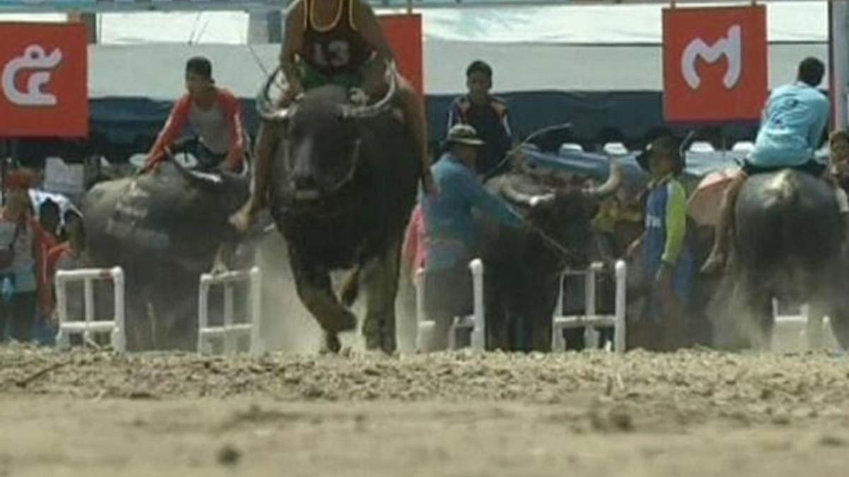 У Таїланді провели щорічні перегони на буйволах