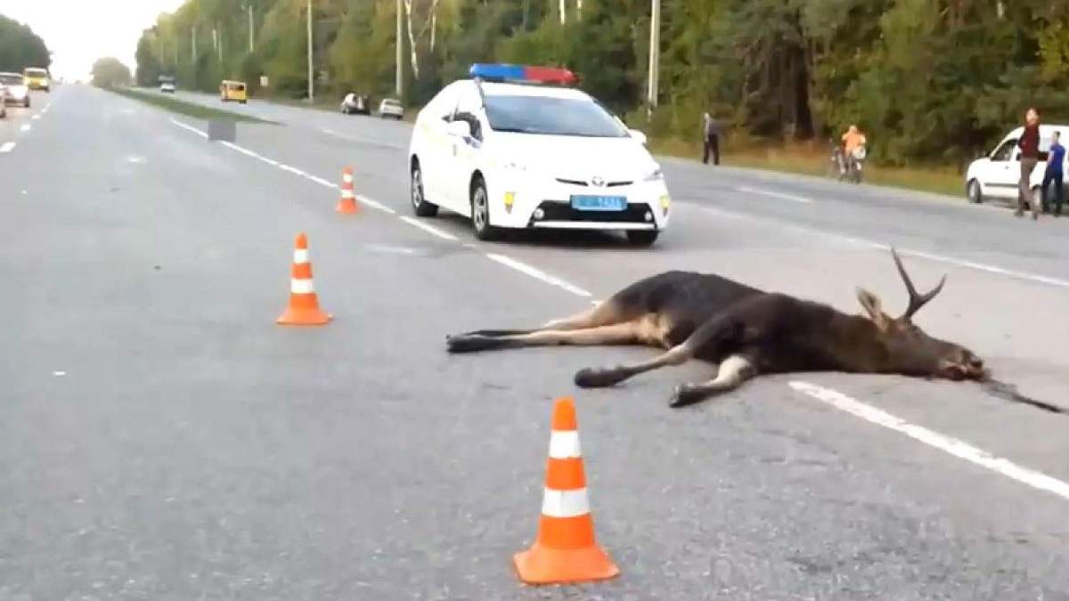 Лось спричинив аварію на Вінничині