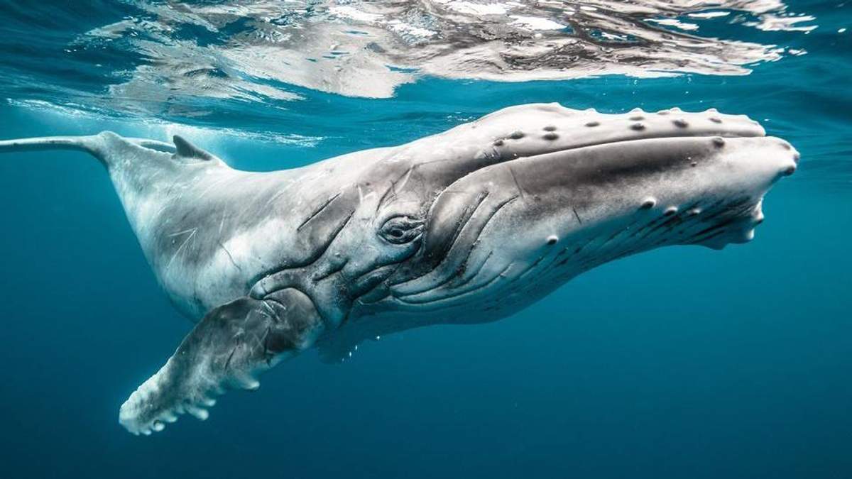 Как спят киты в океане фото