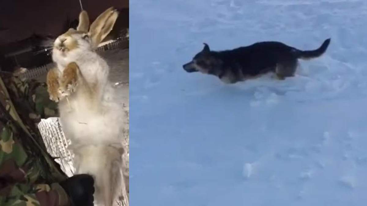 Мороз до -56: звірі миттєво замерзли від аномального холоду у Казахстані, є відео