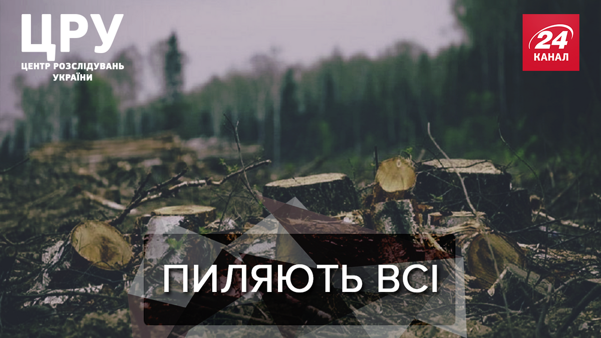 Все знают, и ничего не делают: как на Харьковщине нагло разворовывают десятки гектаров леса