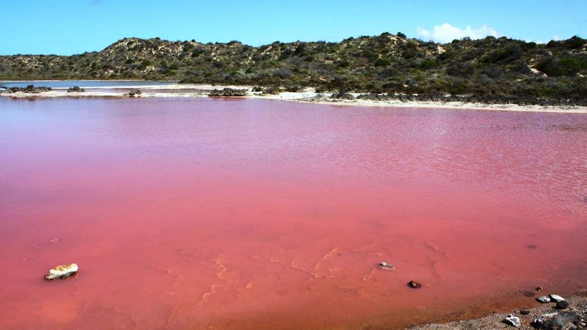 В Австралії з'явилося незвичне рожеве озеро, яке вже стало зіркою Instagram: фото