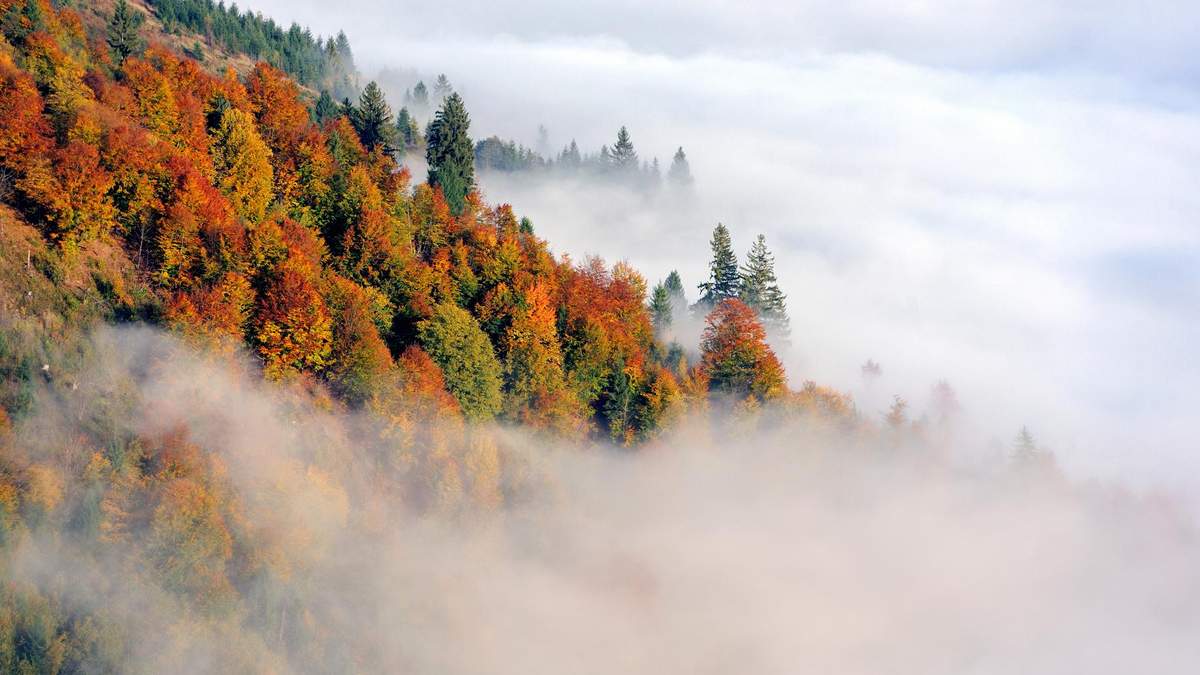 Густой туман фото