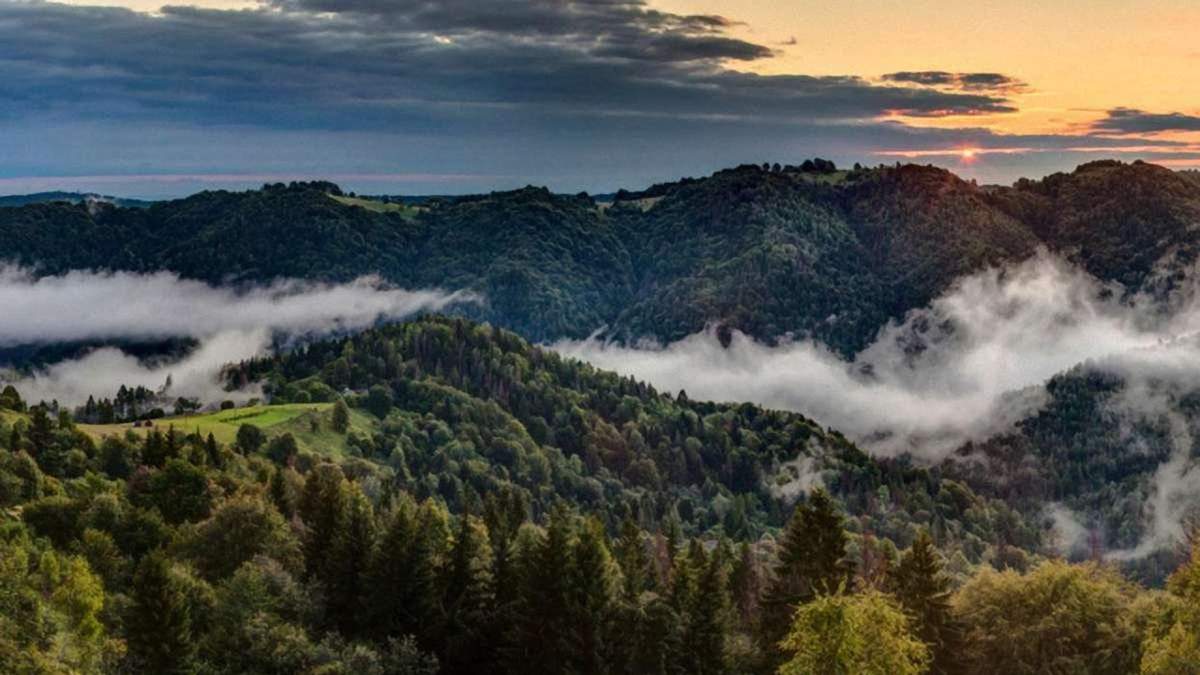 Зеленский подписал закон о запрете вырубки лесов Карпат: что изменится