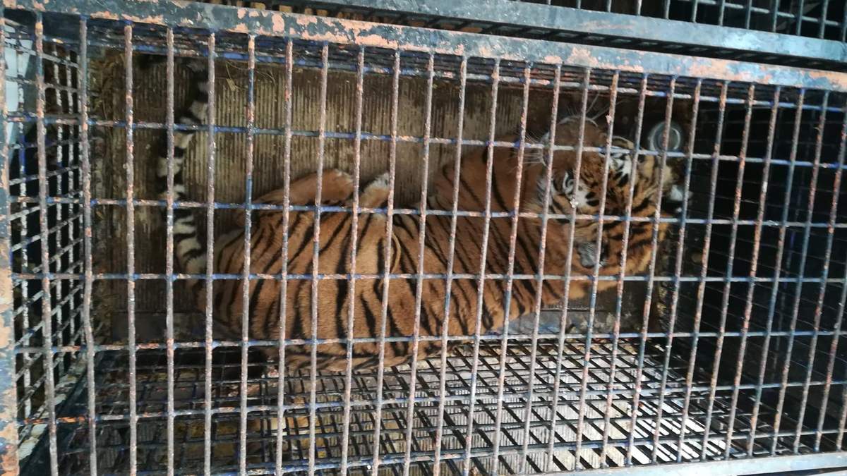 У Польщі рятують замордованих тигрів, яких везли у Росію: шокуючі фото та відео