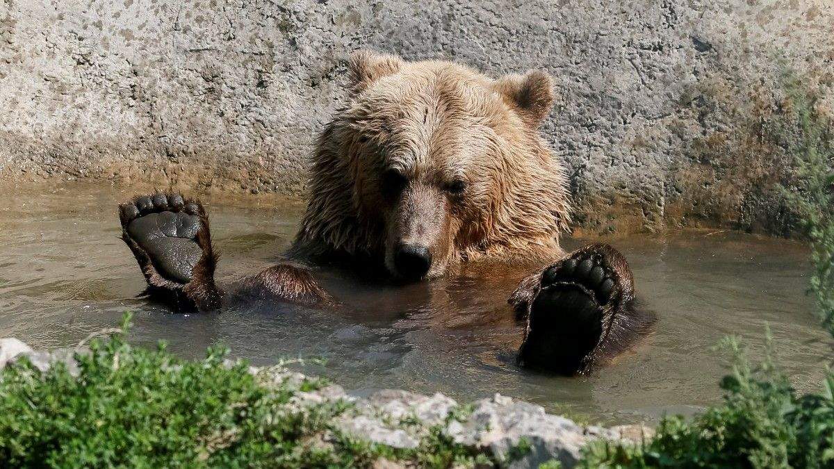Из-за  тепла медведи в Карпатах не могут заснуть: фото