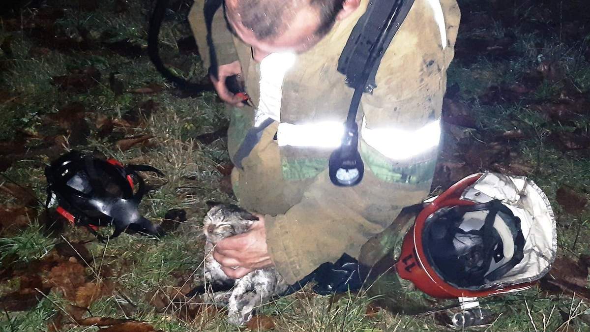 Спасатели вытащили из огня крошечного котенка: трогательные фото