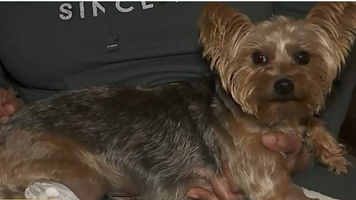 У США собака мініатюрної породи врятував дівчину від грабіжників