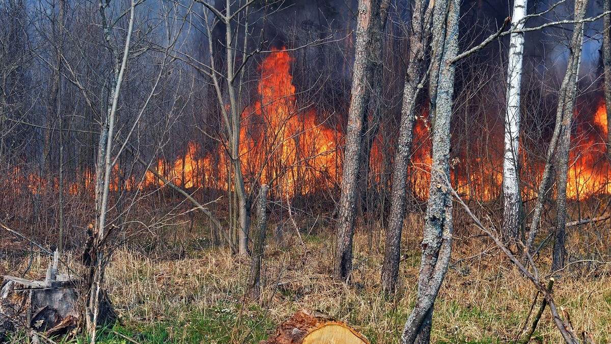 Пожежа у Чорнобильській зоні - відео масштабів пожежі