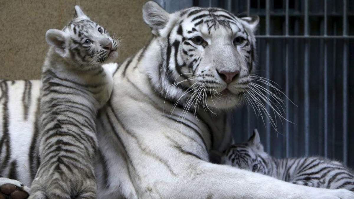 Рідкісні білі тигри та мавпенята: у зоопарку в Бердянську стався бейбі-бум – милі фото, відео