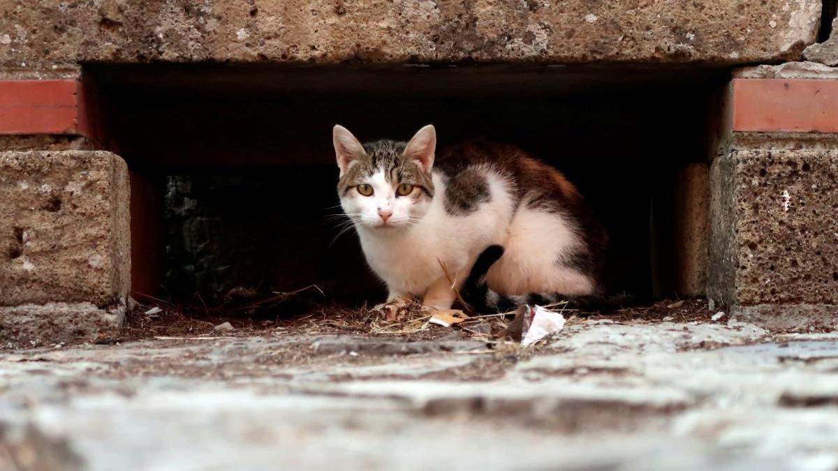 Для спасения кота разрушили стену многоэтажки: трогательная история из Коцюбинского