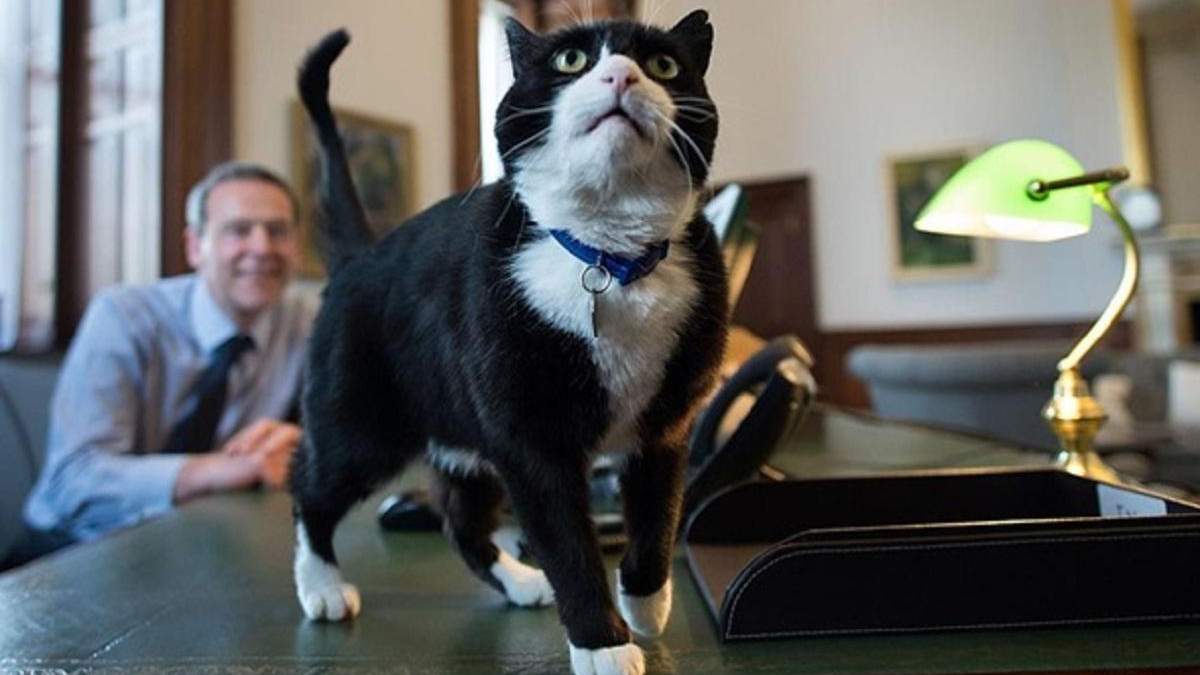 Кот, который работал в британском МИД, официально вышел на пенсию
