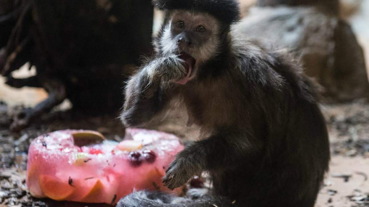 У спеку в Черкаському зоопарку тварин годують морозивом: милі фото