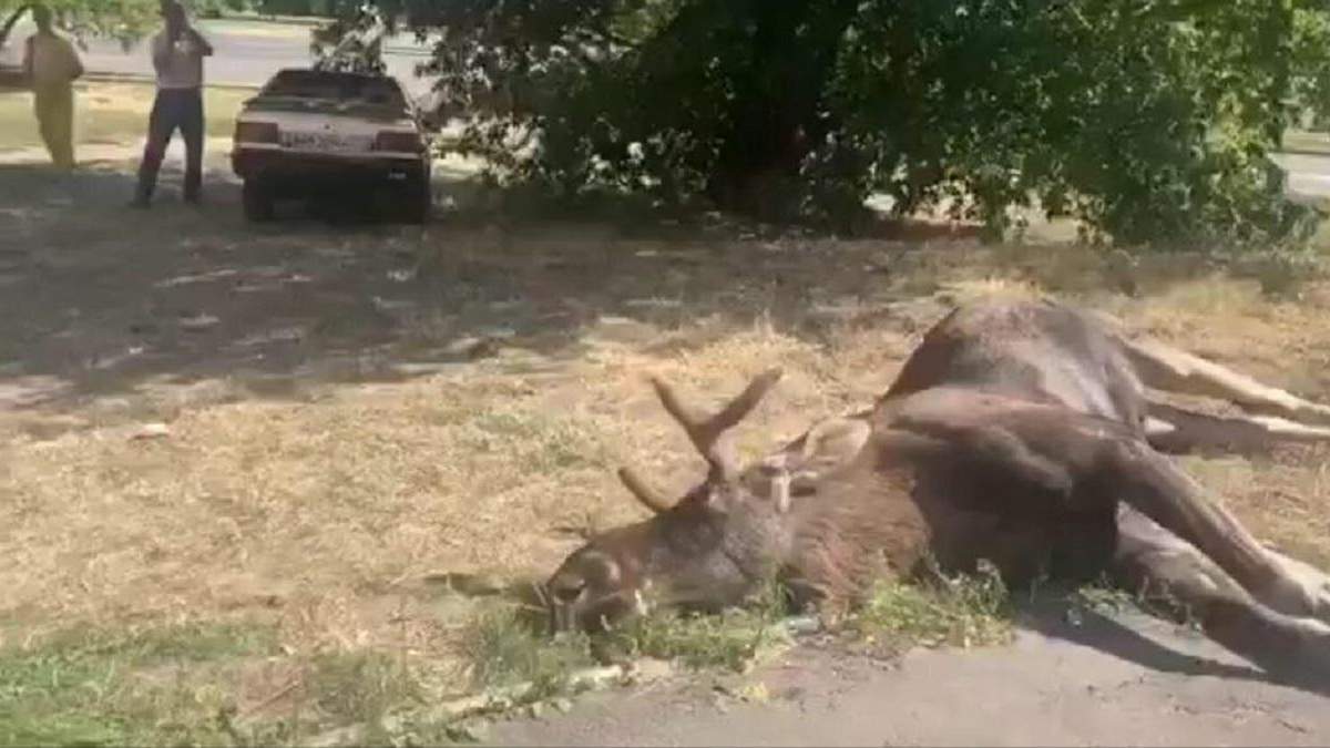 Лось загинув в ДТП у Голосіївському районі Києва 20.08. 2020: відео