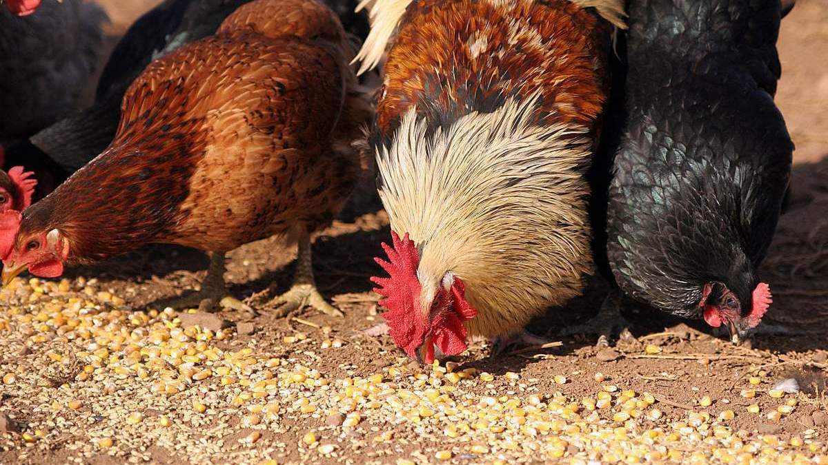 У США згоріла птахоферма: під час пожежі загинули 240 тисяч курей