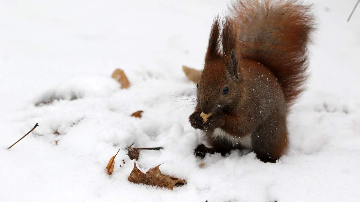Погода 18 лютого 2021: прогноз від синоптиків України