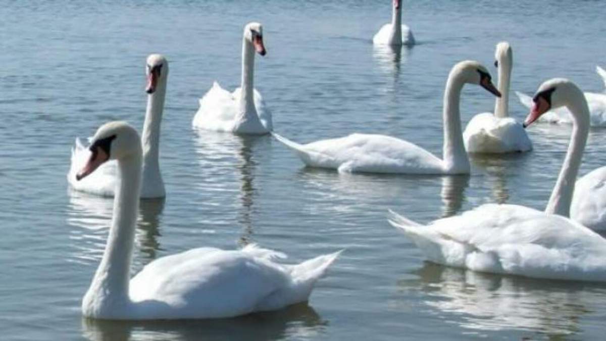 На Херсонщине - птичий грипп: из-за этого погибли десятки лебедей