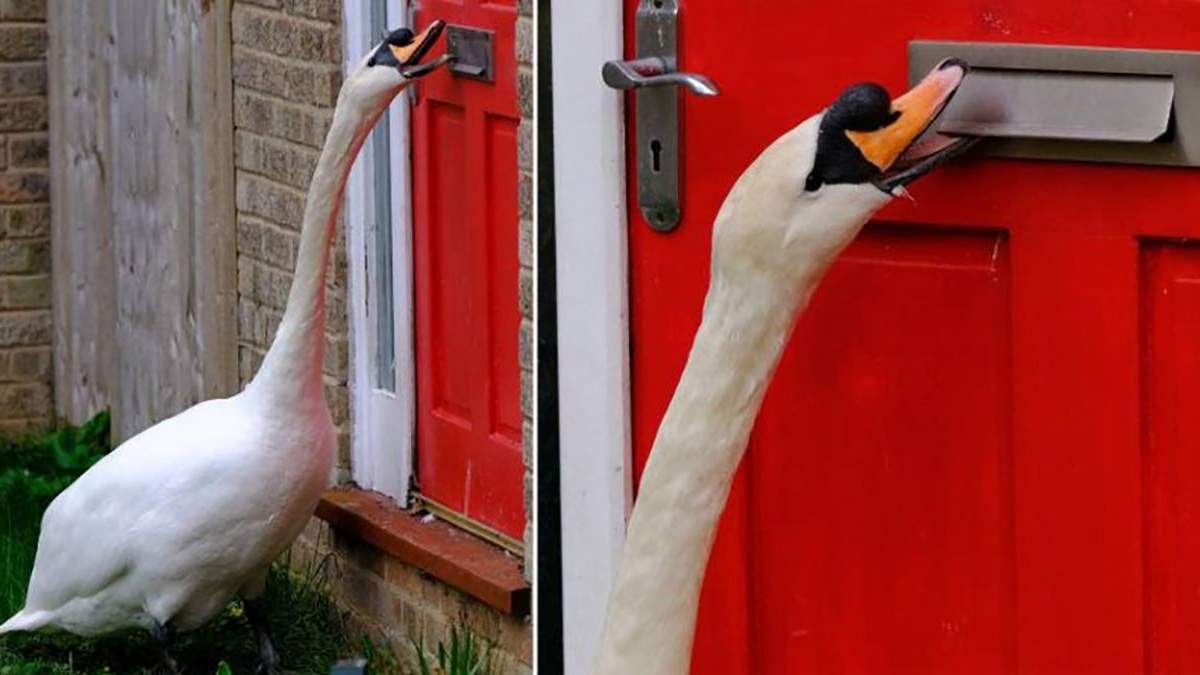 Лебедь в Великобритании терроризирует местных жителей - фото, видео
