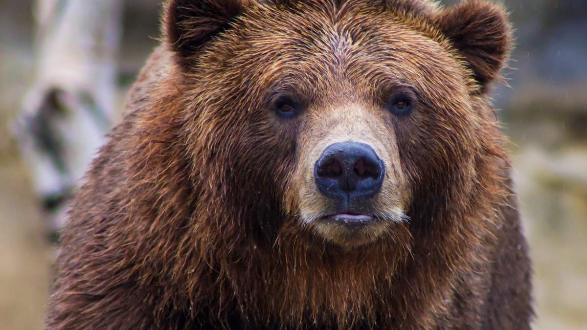 Біля Чернівців блукає ведмідь: людей попередили про небезпеку – фото