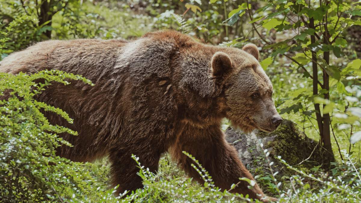 Відгризла пів обличчя: українець вижив після нападу ведмедиці