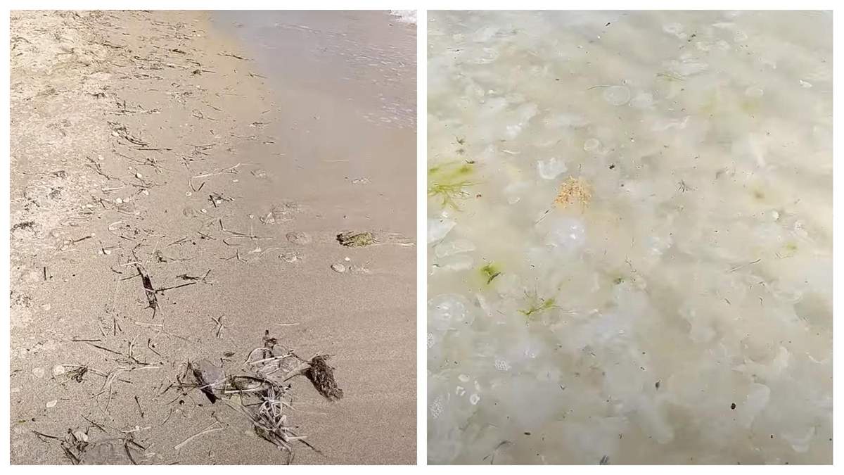 В оккупированном Крыму море превратилось в кашу из медуз: видео