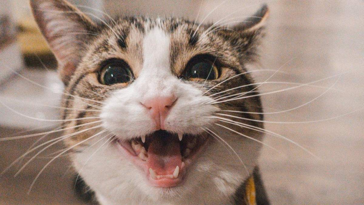 Впервые за 10 лет: на Львовщине из-за бешенства у кота ввели карантин 