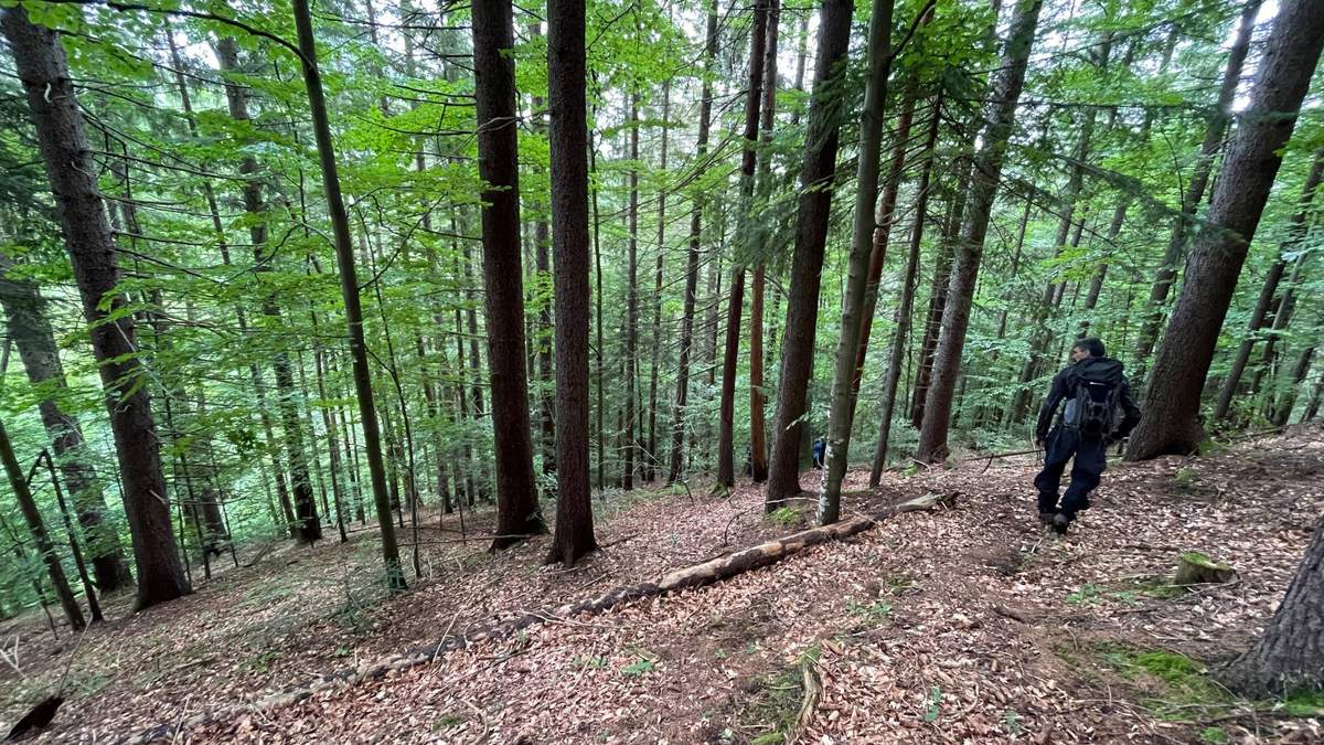 Пішов по гриби та зник: на Буковині 9 днів шукають чоловіка - Новини Чернівців - 24 Канал