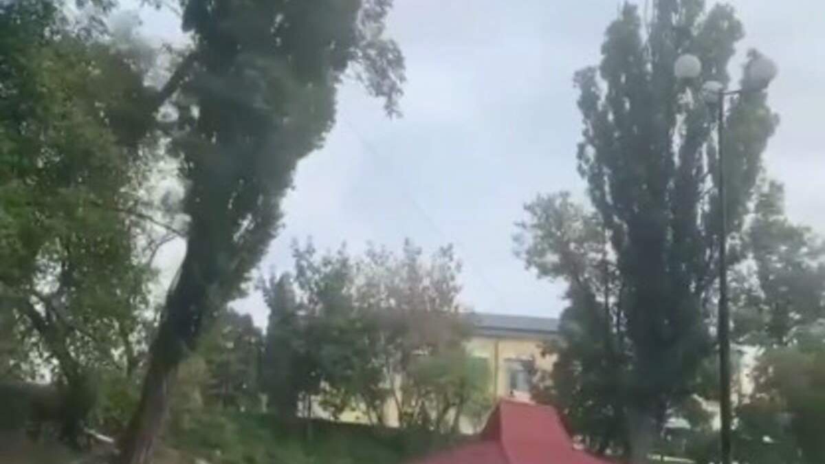 У КПІ велетенська тополя ледь не впала на голову перехожим: моторошне відео - Новини Київ - Київ