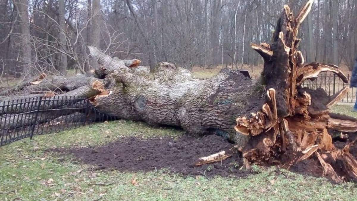 Буревій повалив "дуб Тургенєва" – головне дерево Росії - Новини Росія - 24 Канал